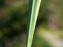 Calamagrostis varia