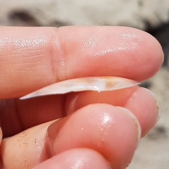 Bosemprella incarnata