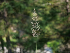 Calamagrostis varia