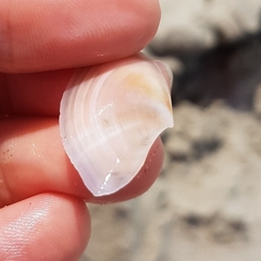 Bosemprella incarnata