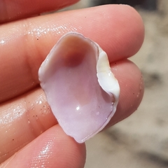 Naticarius stercusmuscarum