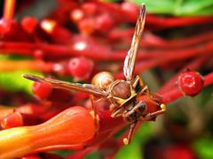Polistes badius