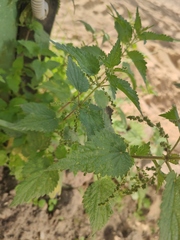 Urtica dioica