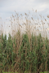 Phragmites australis altissimus