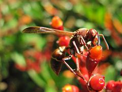 Polistes badius