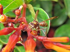 Polistes badius