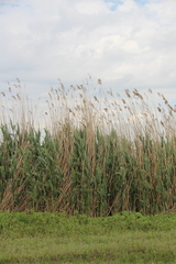 Phragmites australis altissimus