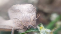 Teratodes monticollis