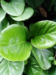 Bergenia crassifolia