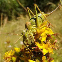 Ephippiger terrestris