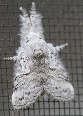 Calliteara farenoides