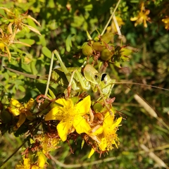 Ephippiger terrestris