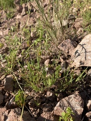 Phemeranthus confertiflorus