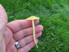 Bolbitius titubans titubans