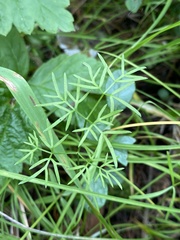 Ostericum tenuifolium