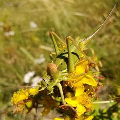 Ephippiger terrestris