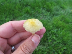 Bolbitius titubans titubans