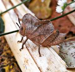 Teratodes monticollis