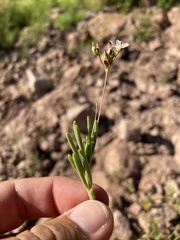 Phemeranthus confertiflorus