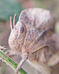 Teratodes monticollis