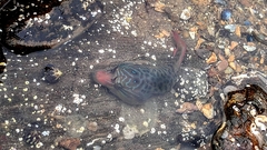 Lepadogaster lepadogaster