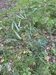 Vicia venosa