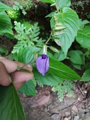 Rhynchoglossum obliquum