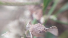 Teratodes monticollis