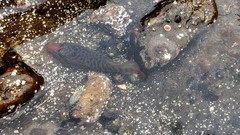 Lepadogaster lepadogaster