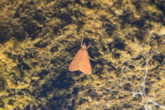 Udea ferrugalis