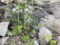 Echinopepon wrightii