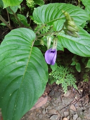 Rhynchoglossum obliquum