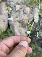 Echinopepon wrightii