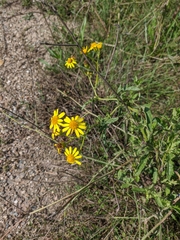 Jacobaea grandidentata