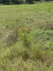Jacobaea grandidentata
