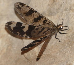 Palpares angustus