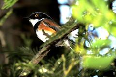 Batis capensis capensis