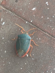 Edessa rufomarginata