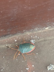 Edessa rufomarginata