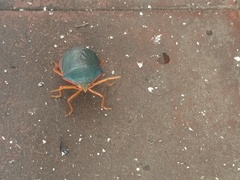 Edessa rufomarginata