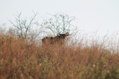 Connochaetes taurinus