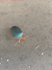 Edessa rufomarginata