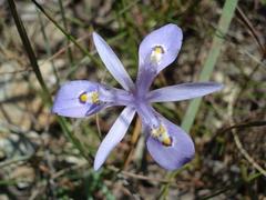 Moraea elliotii