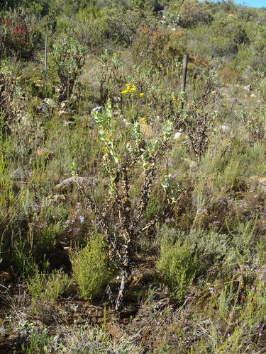 Othonna parviflora