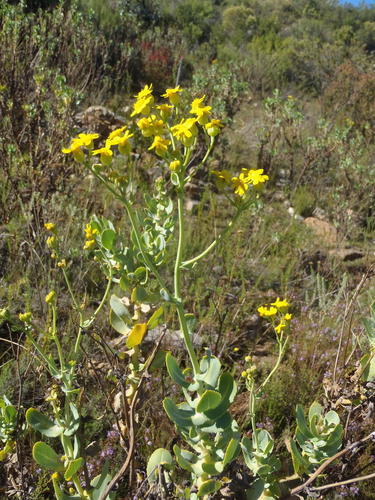 Othonna parviflora