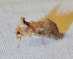 Argyrogramma verruca
