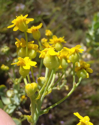 Othonna parviflora