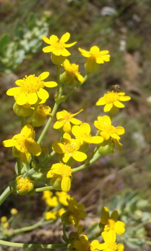 Othonna parviflora