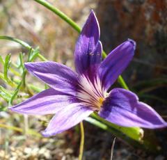 Romulea kamisensis