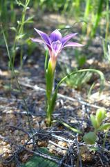 Romulea kamisensis